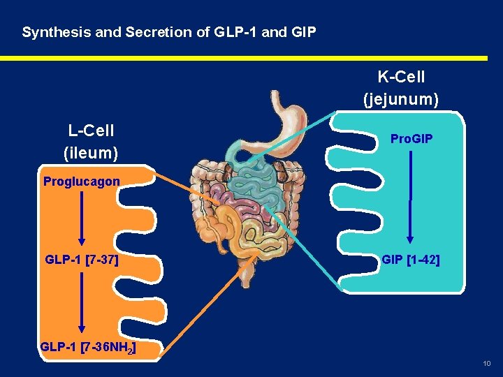 Synthesis and Secretion of GLP-1 and GIP K-Cell (jejunum) L-Cell (ileum) Pro. GIP Proglucagon