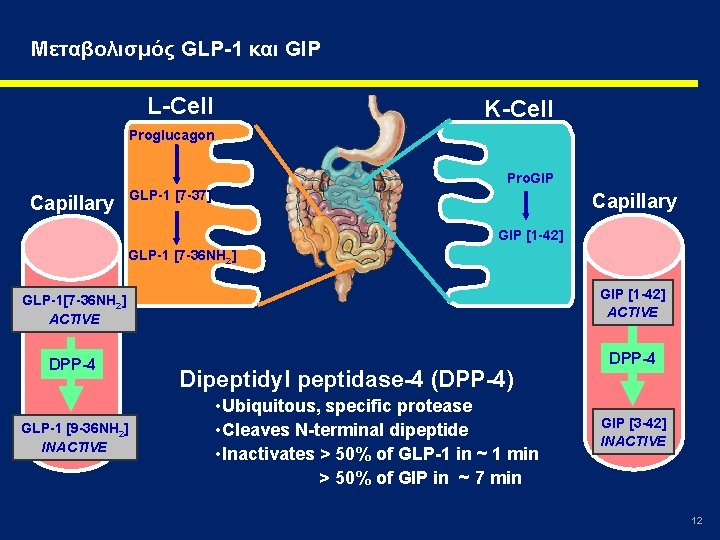 Μεταβολισμός GLP-1 και GIP L-Cell K-Cell Proglucagon Pro. GIP GLP-1 [7 -37] Capillary GIP