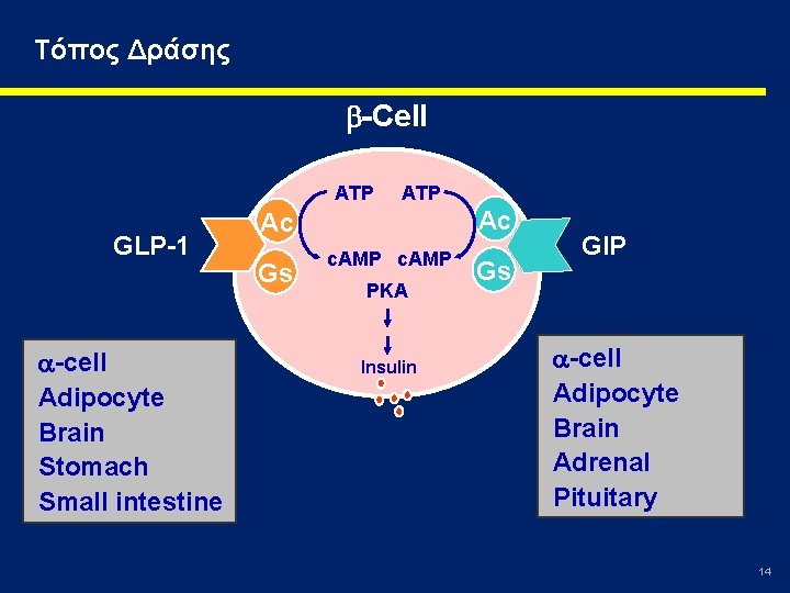 Τόπος Δράσης -Cell ATP GLP-1 -cell Adipocyte Brain Stomach Small intestine ATP Ac Ac