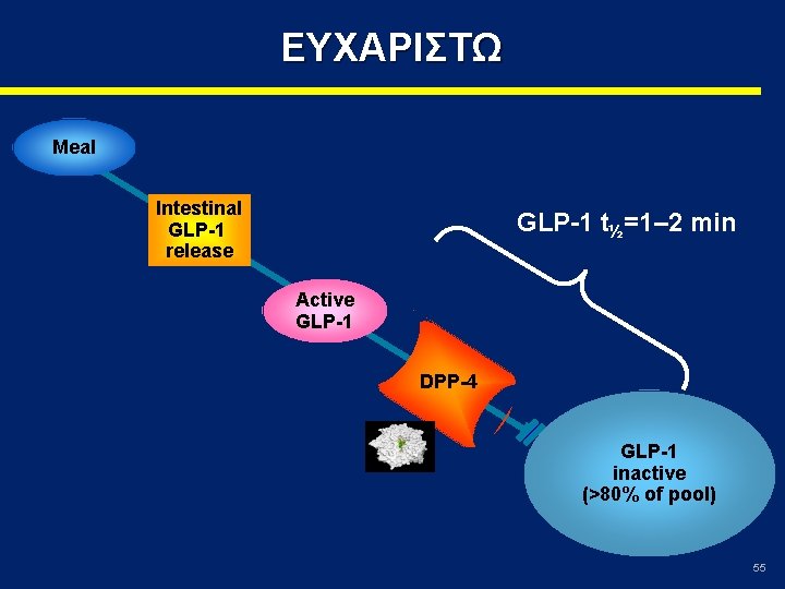 ΕΥΧΑΡΙΣΤΩ Meal Intestinal GLP-1 release GLP-1 t½=1– 2 min Active GLP-1 DPP-4 GLP-1 inactive