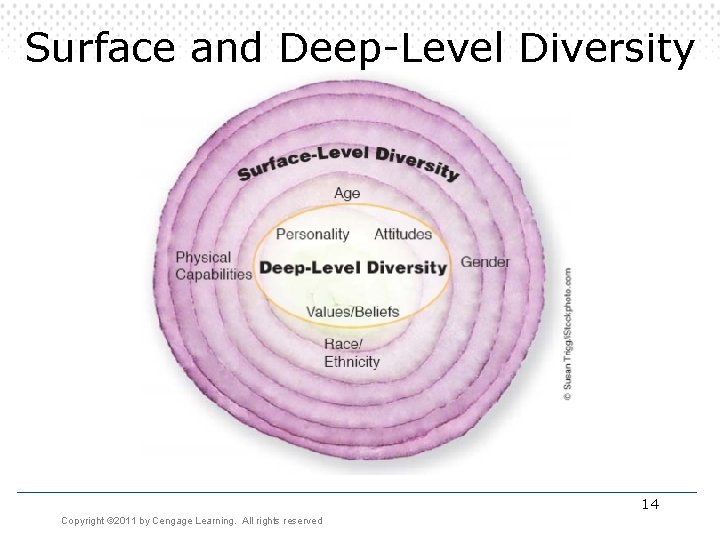 Surface and Deep-Level Diversity 14 Copyright © 2011 by Cengage Learning. All rights reserved