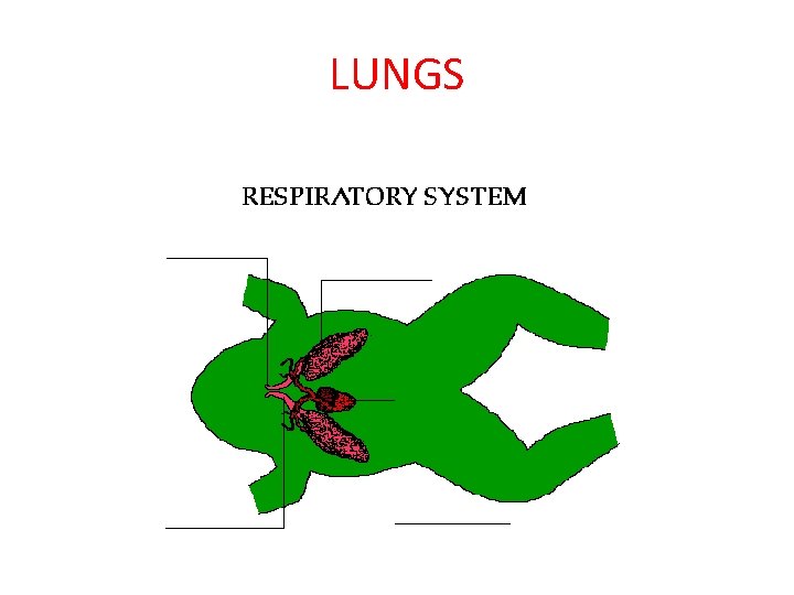 LUNGS 