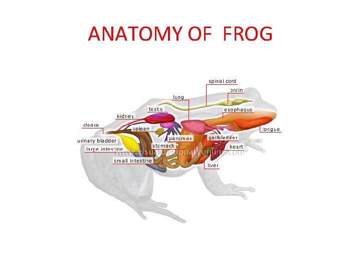 ANATOMY OF FROG 