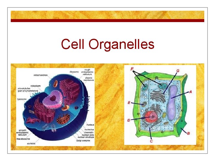 Cell Organelles 
