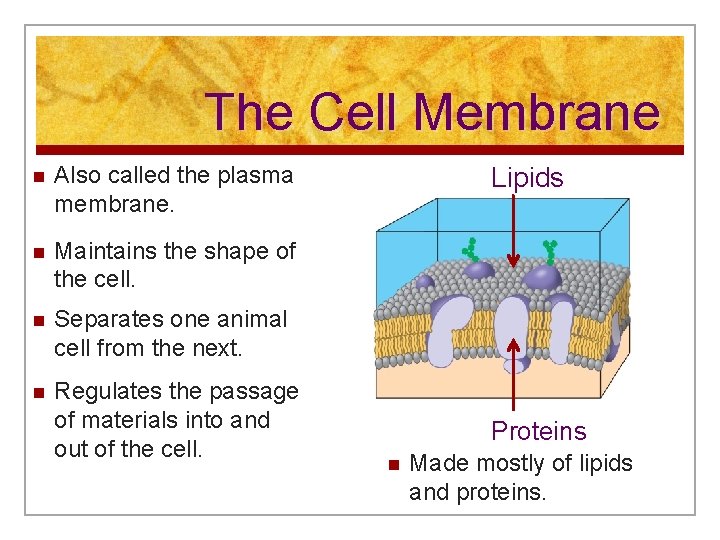 The Cell Membrane n Also called the plasma membrane. n Maintains the shape of