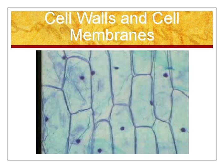 Cell Walls and Cell Membranes 