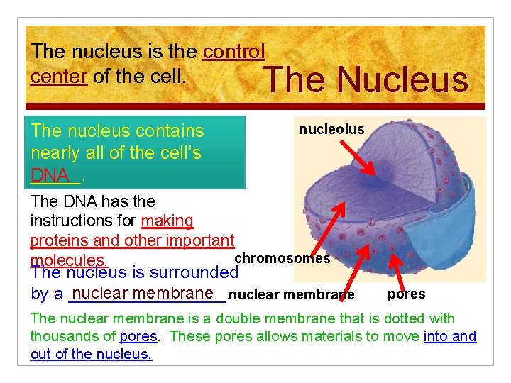 The nucleus is the control center of the cell. The Nucleus The nucleus contains