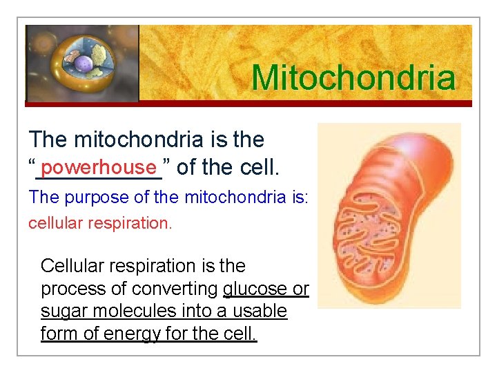 Mitochondria The mitochondria is the powerhouse “_____” of the cell. The purpose of the