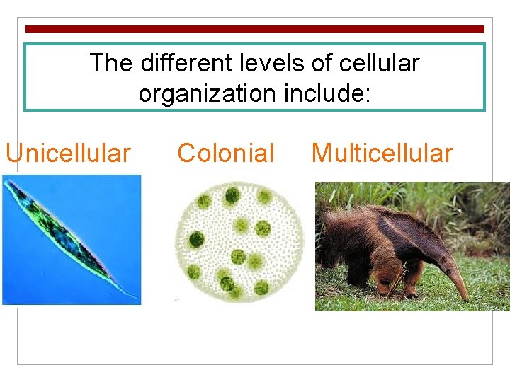 The different levels of cellular organization include: Unicellular Colonial Multicellular 