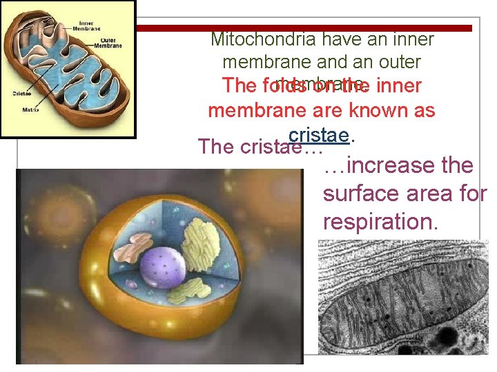 Mitochondria have an inner membrane and an outer membrane. The folds on the inner