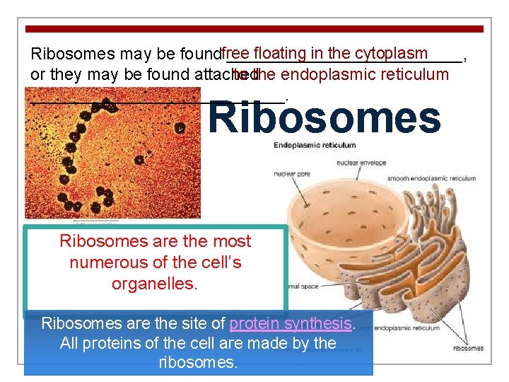 free floating in the cytoplasm Ribosomes may be found _____________, or they may be