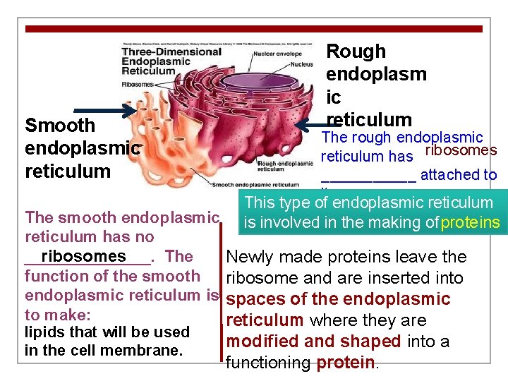 Smooth endoplasmic reticulum The smooth endoplasmic reticulum has no _______. The ribosomes function of