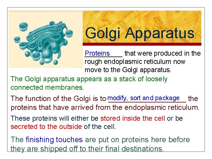 Golgi Apparatus Proteins _____ that were produced in the rough endoplasmic reticulum now move