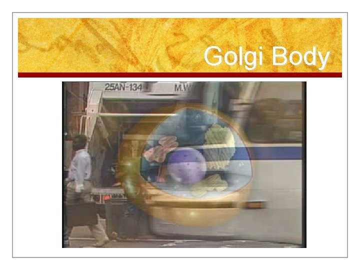 Golgi Body 