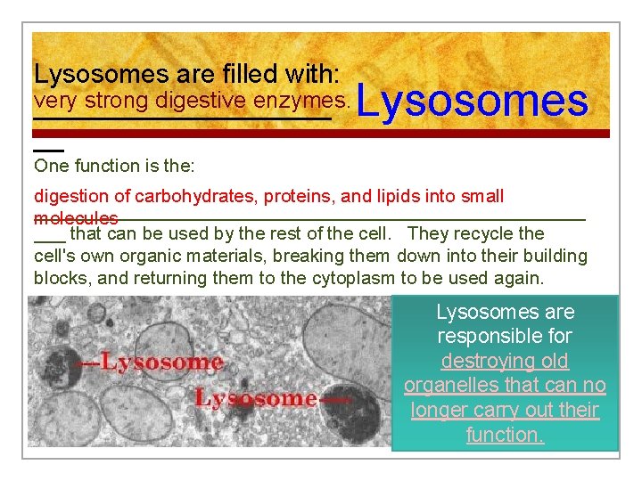 Lysosomes are filled with: very strong digestive enzymes. __________ __ Lysosomes One function is