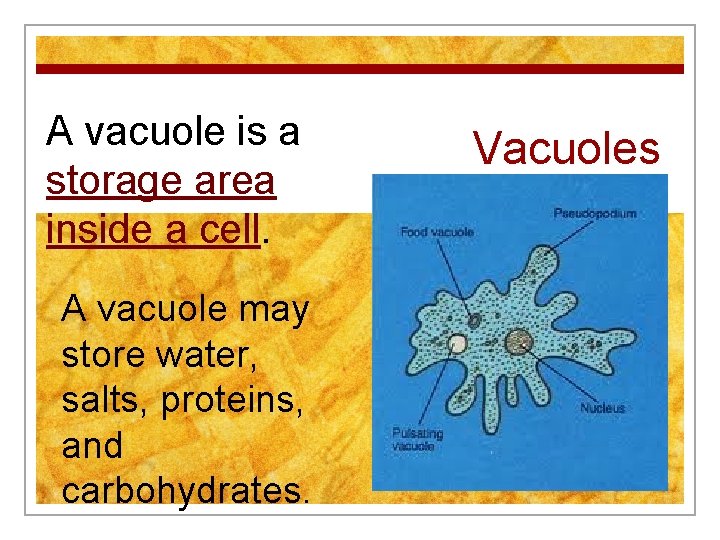 A vacuole is a storage area inside a cell. A vacuole may store water,