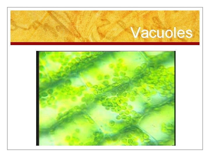 Vacuoles 