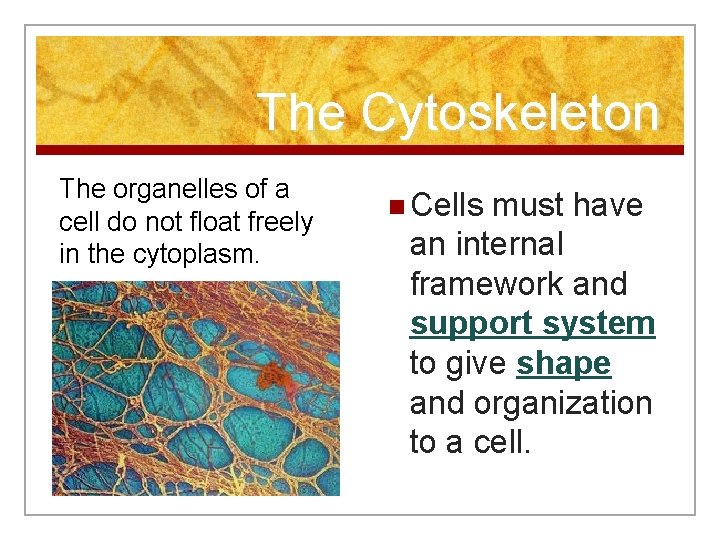 The Cytoskeleton The organelles of a cell do not float freely in the cytoplasm.