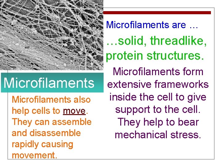 Microfilaments are … …solid, threadlike, protein structures. Microfilaments also help cells to move. They