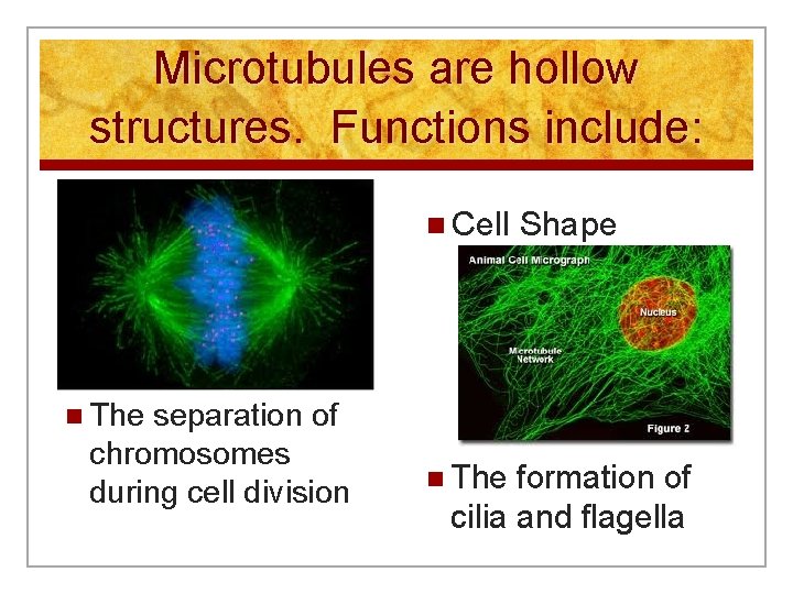 Microtubules are hollow structures. Functions include: n Cell Shape n The separation of chromosomes