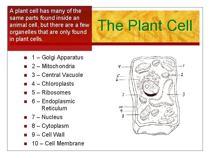 A plant cell has many of the same parts found inside an animal cell,