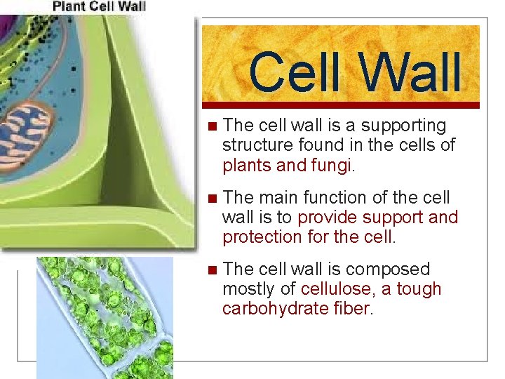 Cell Wall n The cell wall is a supporting structure found in the cells
