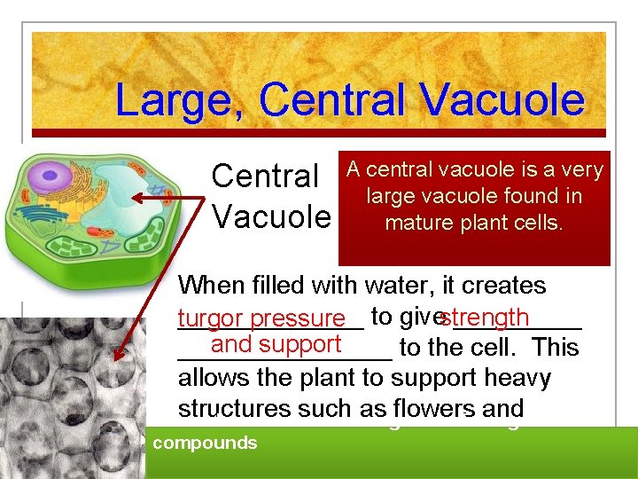 Large, Central Vacuole A central vacuole is a very large vacuole found in mature