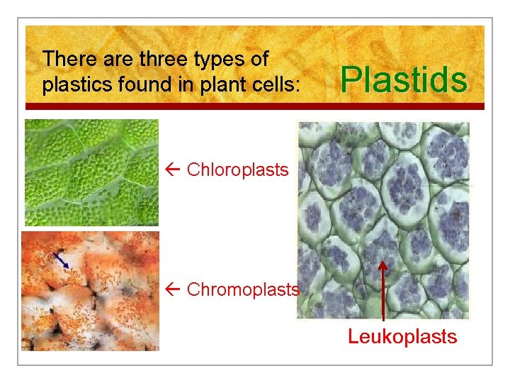 There are three types of plastics found in plant cells: Plastids Chloroplasts Chromoplasts Leukoplasts