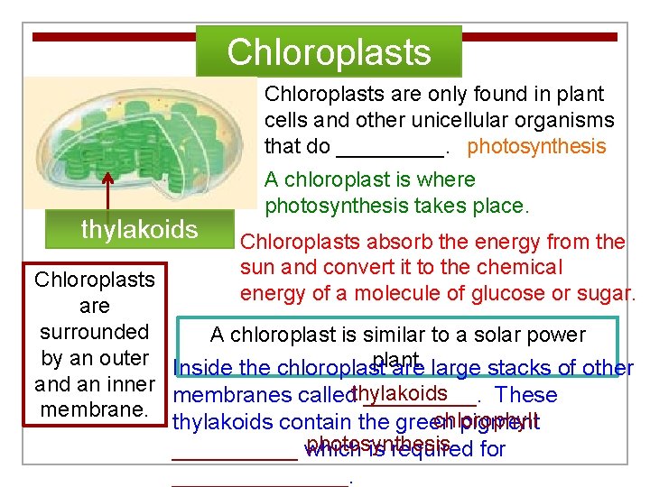 Chloroplasts are only found in plant cells and other unicellular organisms that do _____.