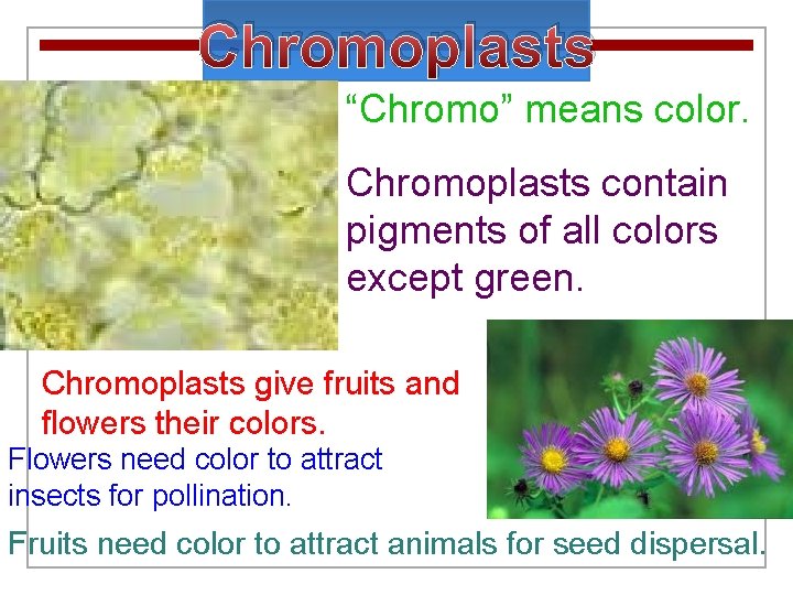 Chromoplasts “Chromo” means color. Chromoplasts contain pigments of all colors except green. Chromoplasts give