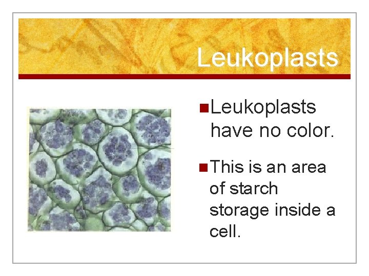 Leukoplasts n. Leukoplasts have no color. n This is an area of starch storage