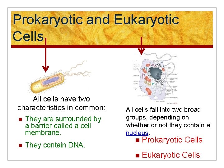 Prokaryotic and Eukaryotic Cells All cells have two characteristics in common: n They are