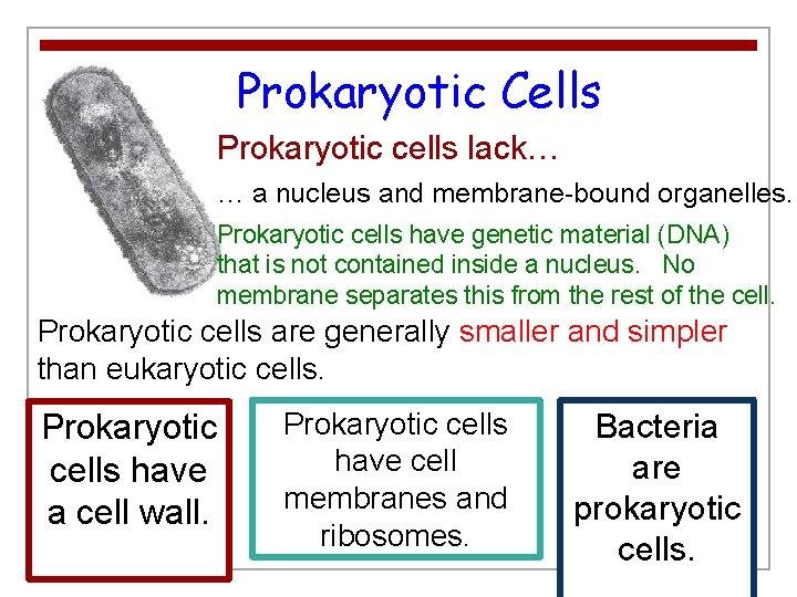 Prokaryotic Cells Prokaryotic cells lack… … a nucleus and membrane-bound organelles. Prokaryotic cells have