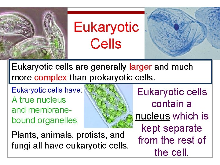 Eukaryotic Cells Eukaryotic cells are generally larger and much more complex than prokaryotic cells.
