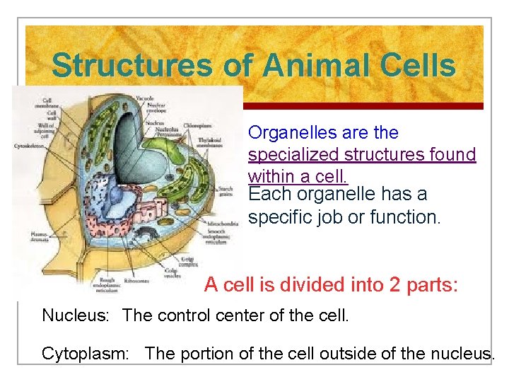 Structures of Animal Cells Organelles are the specialized structures found within a cell. Each