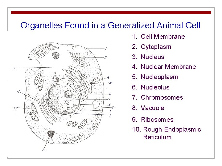 Organelles Found in a Generalized Animal Cell 1. Cell Membrane 2. Cytoplasm 3. Nucleus