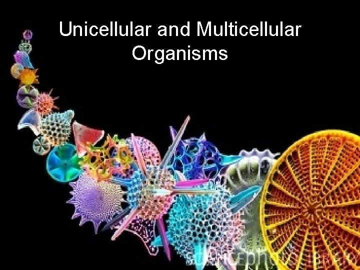 Unicellular and Multicellular Organisms 