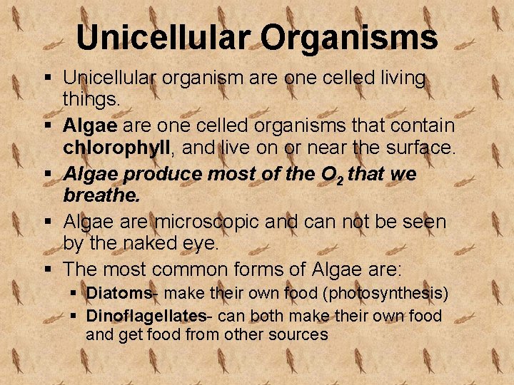 Unicellular Organisms § Unicellular organism are one celled living things. § Algae are one