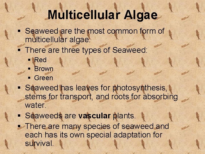 Multicellular Algae § Seaweed are the most common form of multicellular algae. § There