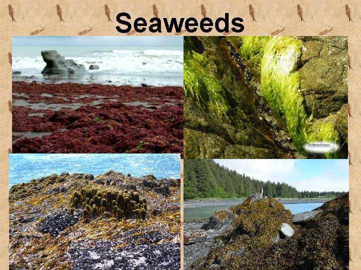 Seaweeds 