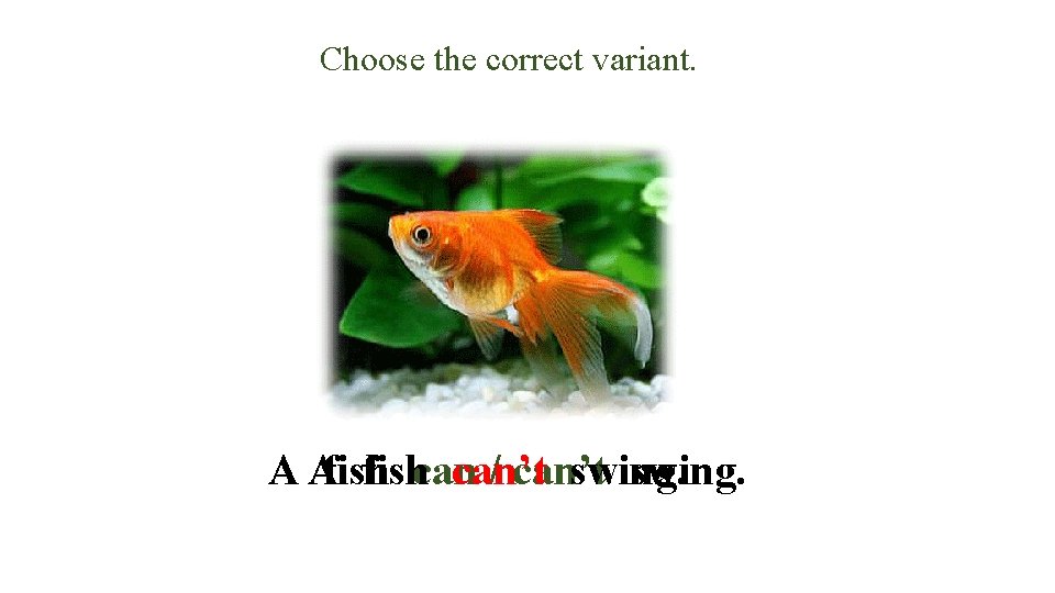 Choose the correct variant. A Afishcan can’t / can’t swing. 