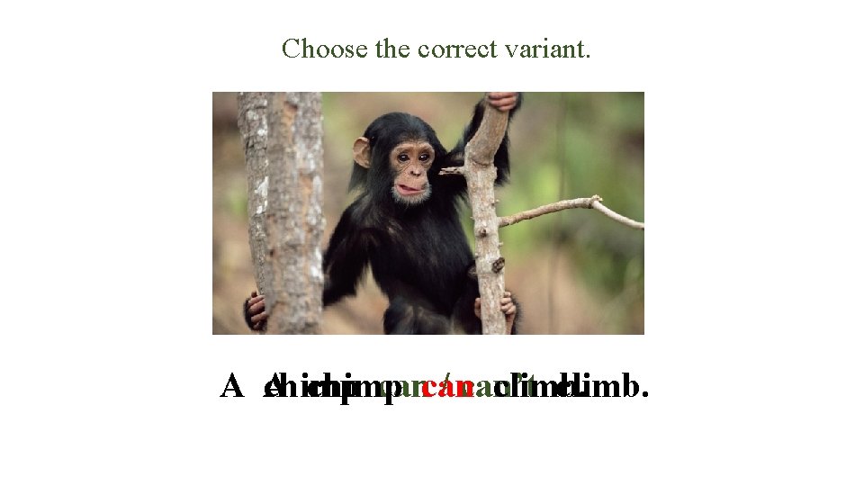 Choose the correct variant. A A chimp cancan / can’t climb. 