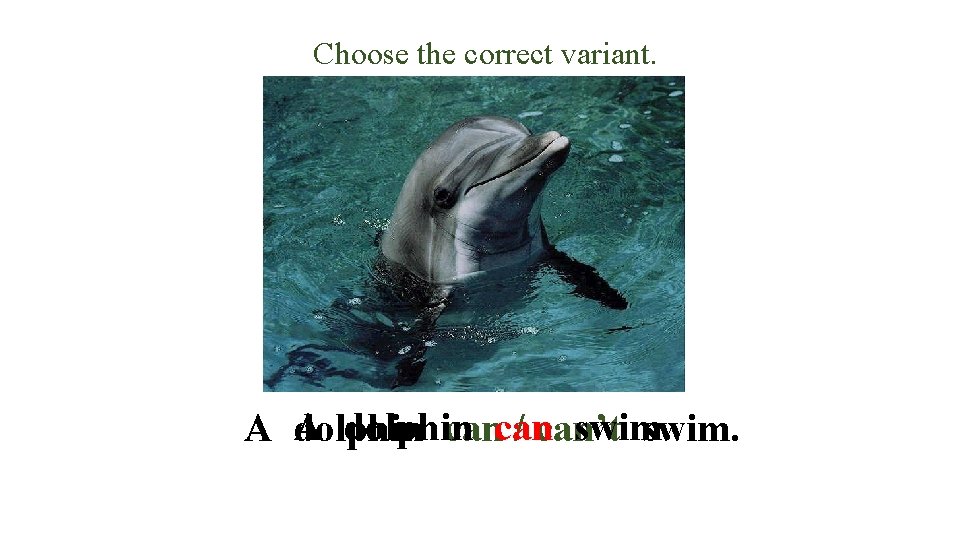 Choose the correct variant. A dolphin swim. A dolphin cancan / can’t swim. 