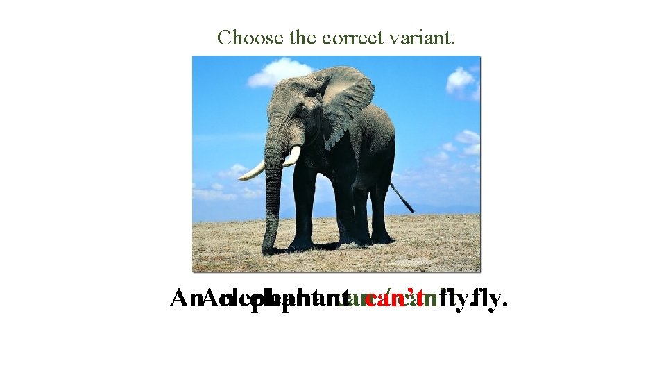 Choose the correct variant. An. An elephant cancan’t / can’t fly. 