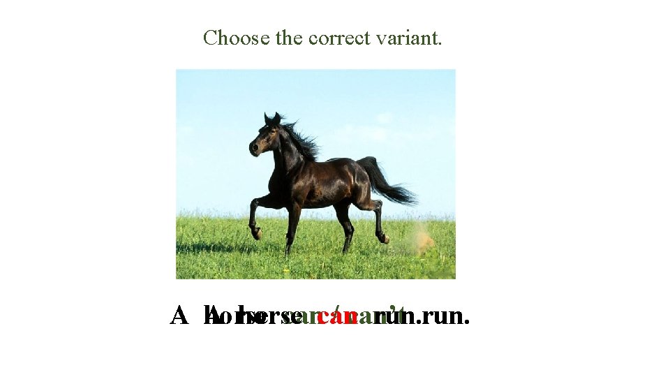 Choose the correct variant. A horse run. A horse cancan / can’t 