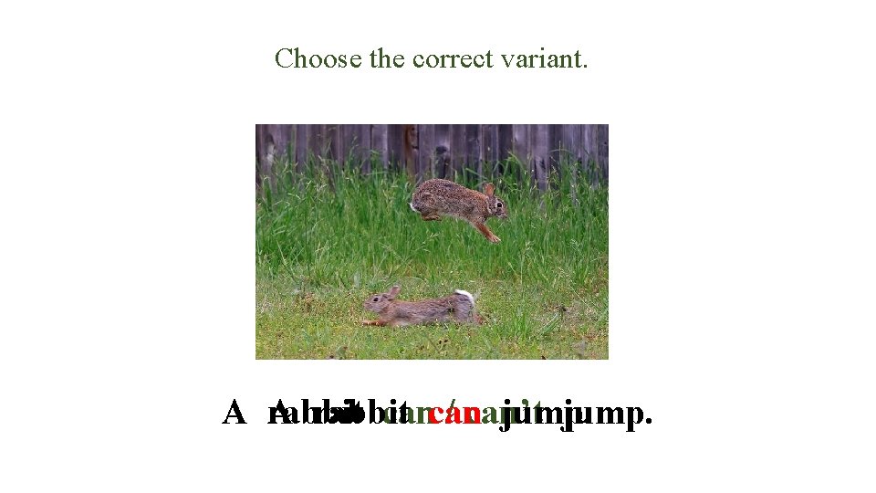 Choose the correct variant. A rabbit jump. A rabbit cancan / can’t jump. 