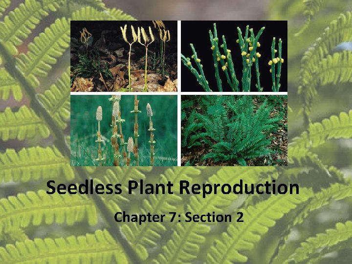 Seedless Plant Reproduction Chapter 7: Section 2 Seedless Plant Reproduction Chapter 7: Section 2