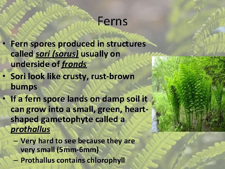 Ferns • Fern spores produced in structures called sori (sorus) usually on underside of