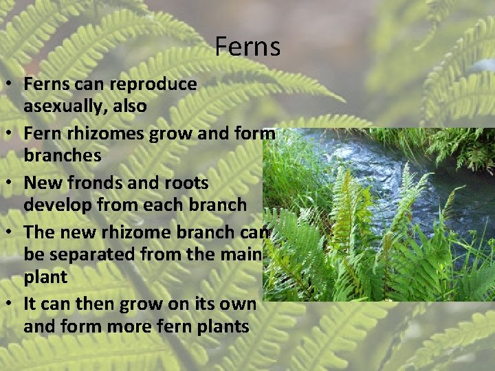 Ferns • Ferns can reproduce asexually, also • Fern rhizomes grow and form branches