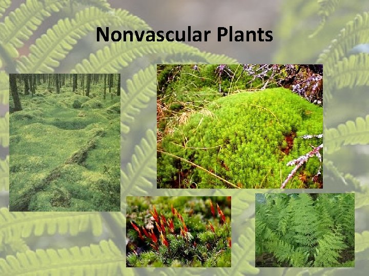 Nonvascular Plants Nonvascular Plants
